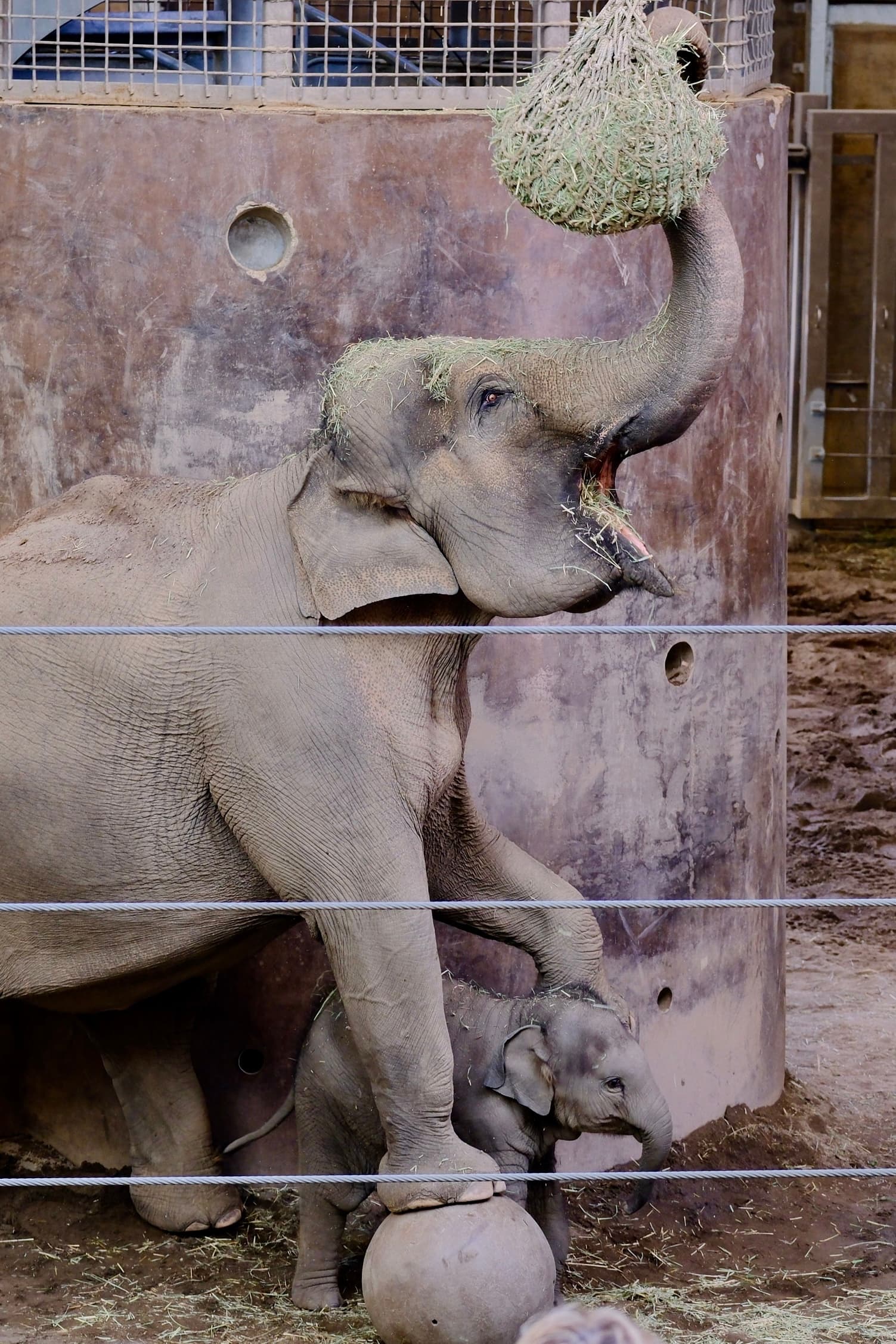 Elephant Family Bonding