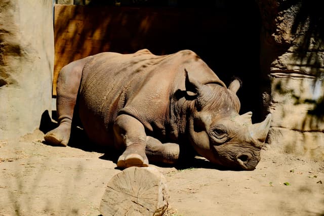 Resting Majestic Rhino
