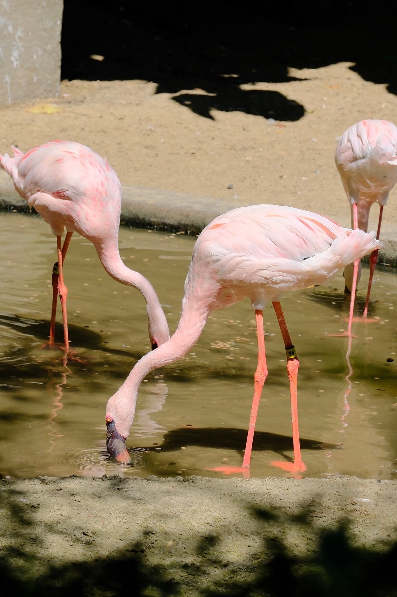 Elegant Flamingos Grazing