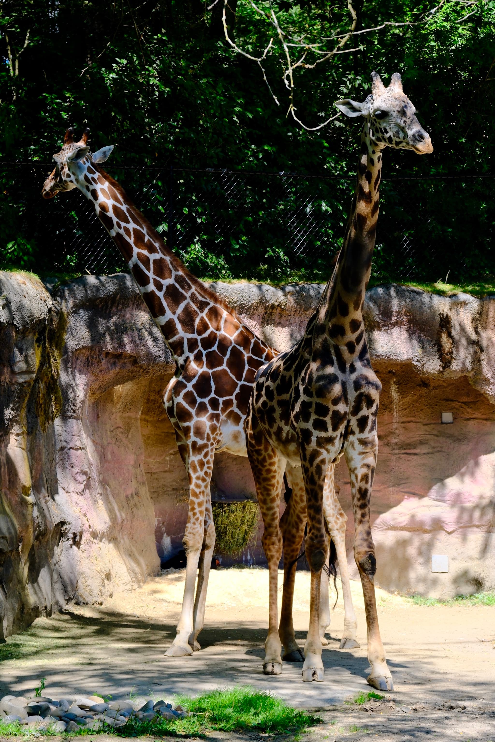 Graceful Giraffe Pair