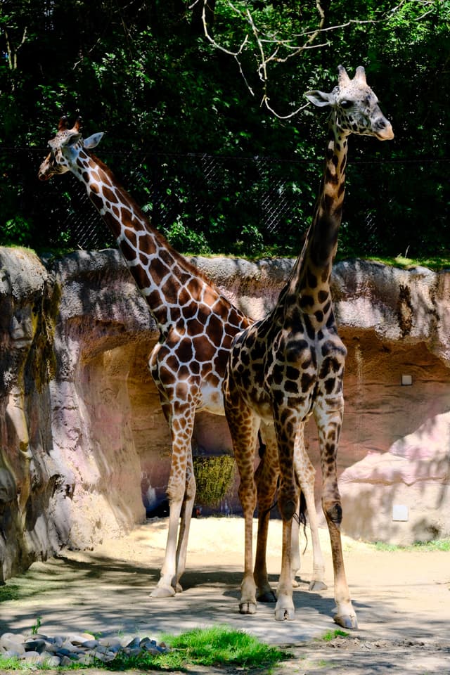 Graceful Giraffe Pair