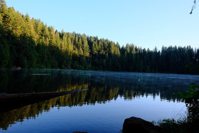 Tranquil Forest Reflection