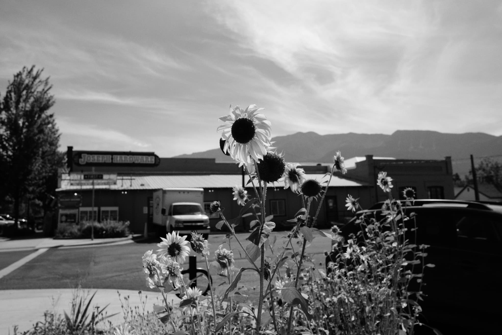 Sunflowers in Contrast