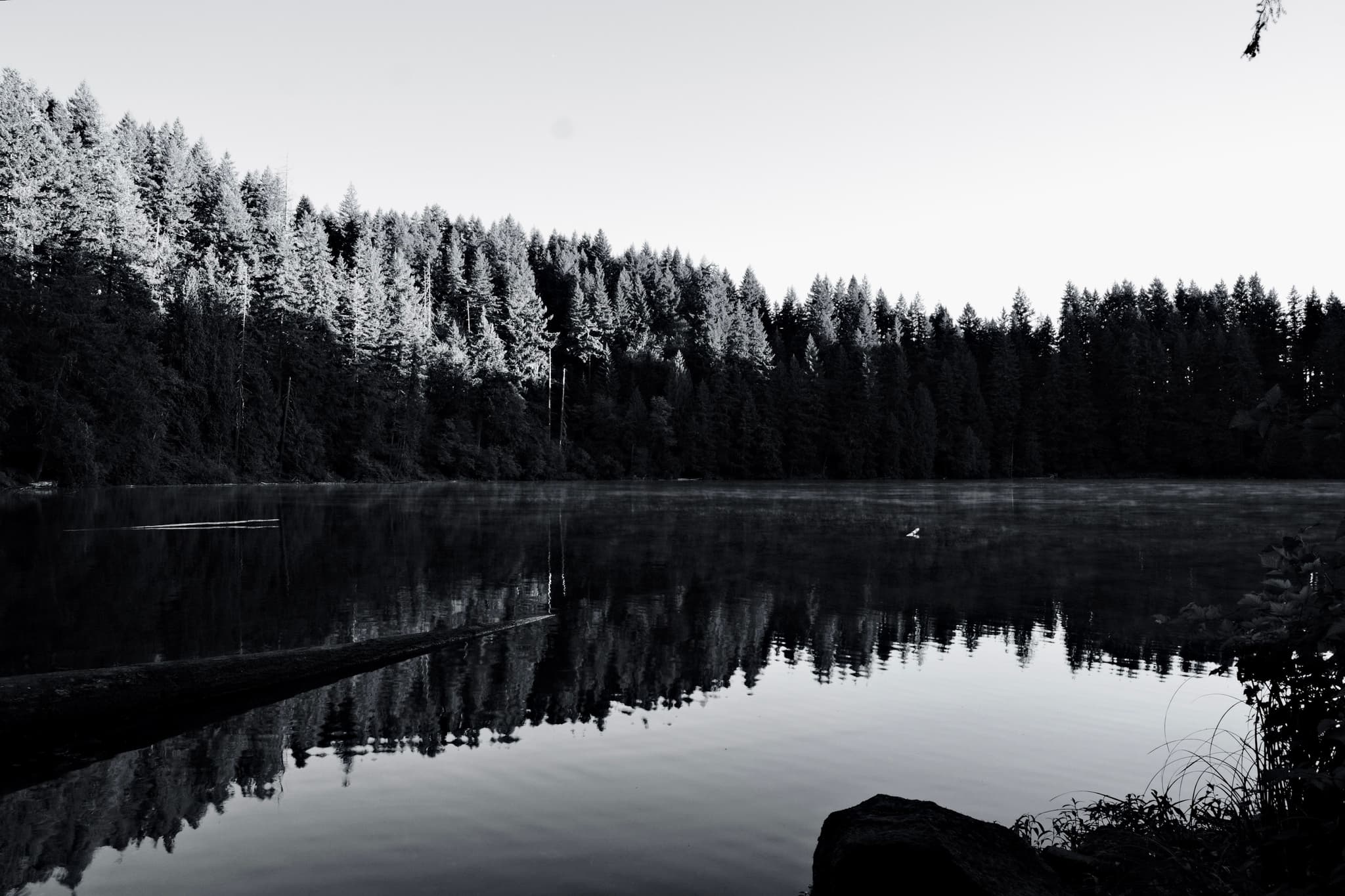Serene Forest Reflection